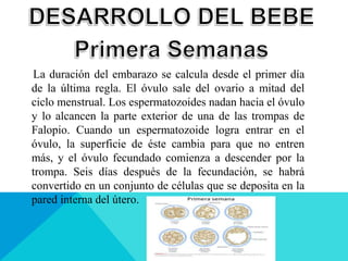 La duración del embarazo se calcula desde el primer día
de la última regla. El óvulo sale del ovario a mitad del
ciclo menstrual. Los espermatozoides nadan hacia el óvulo
y lo alcancen la parte exterior de una de las trompas de
Falopio. Cuando un espermatozoide logra entrar en el
óvulo, la superficie de éste cambia para que no entren
más, y el óvulo fecundado comienza a descender por la
trompa. Seis días después de la fecundación, se habrá
convertido en un conjunto de células que se deposita en la
pared interna del útero.
 