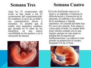 Semana Tres
Aquí los 23 cromosomas del
óvulo se han unido a los 23
cromosomas del espermatozoide.
Se establece el sexo de su bebé y
sus características físicas y
mentales. Es posible que la
madre note pequeños cambios,
por ejemplo en el sabor de los
alimentos, en una mayor
sensibilidad en los pechos o en la
sensación de náusea.
Semana Cuatro
El óvulo fertilizado entra en el
útero y se implanta. Comienza la
diferenciación y formación de la
placenta, el embrión y las células
de la membrana y líquido
amniótico. El corazón del bebé late
65 veces por minuto. Esta etapa es
crítica para el bebé. La madre debe
tener mucho cuidado con lo que
ingiere, porque en esta etapa se
pueden dar la mayoría de
malformaciones. La cabeza es mas
grande en proporción al cuerpo,
longitud V-N de 4-5mm
 