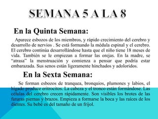 En la Quinta Semana:
Aparece esbozos de los miembros, y rápido crecimiento del cerebro y
desarrollo de nervios . Se está formando la médula espinal y el cerebro.
El cerebro continúa desarrollándose hasta que el niño tiene 18 meses de
vida. También se le empiezan a formar las orejas. En la madre, se
“atrasa” la menstruación y comienza a pensar que podría estar
embarazada. Sus senos están ligeramente hinchados y adoloridos.
En la Sexta Semana:
Se forman esbozos de tranquea, bronquios, plumones y labios, el
hígado produce eritrocitos. La cabeza y el tronco están formándose. Las
células del cerebro crecen rápidamente. Son visibles los brotes de las
futuras piernas y brazos. Empieza a formarse la boca y las raíces de los
dientes. Su bebé es del tamaño de un frijol.
 