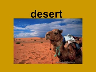 desert 