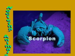 Nocternal Animals Scorpion 