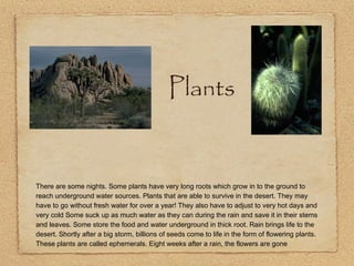 Plants
There are some nights. Some plants have very long roots which grow in to the ground to
reach underground water sources. Plants that are able to survive in the desert. They may
have to go without fresh water for over a year! They also have to adjust to very hot days and
very cold Some suck up as much water as they can during the rain and save it in their stems
and leaves. Some store the food and water underground in thick root. Rain brings life to the
desert. Shortly after a big storm, billions of seeds come to life in the form of flowering plants.
These plants are called ephemerals. Eight weeks after a rain, the flowers are gone
 