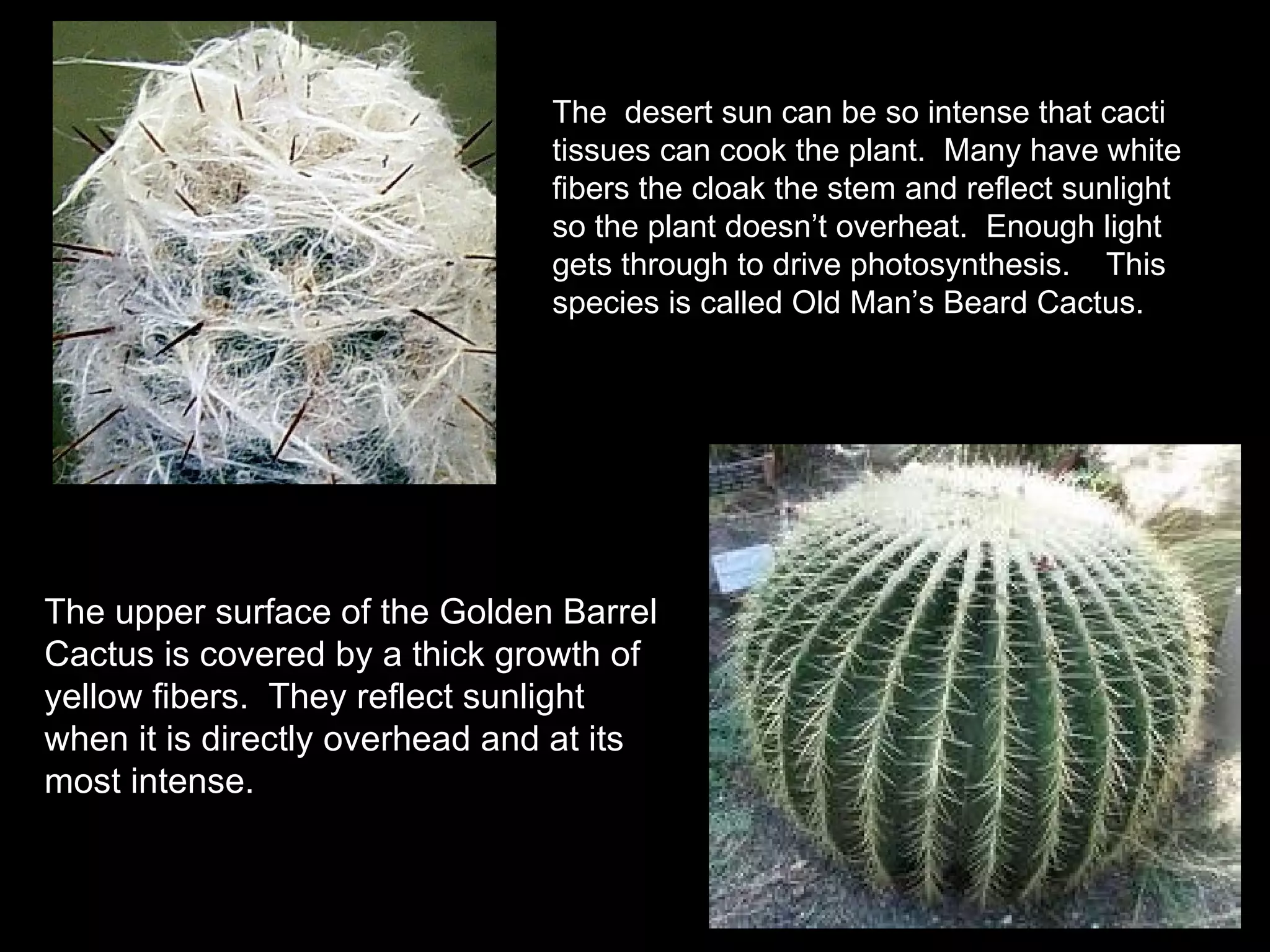 The  desert sun can be so intense that cacti tissues can cook the plant.  Many have white fibers the cloak the stem and reflect sunlight so the plant doesn’t overheat.  Enough light gets through to drive photosynthesis.  This species is called Old Man’s Beard Cactus.  The upper surface of the Golden Barrel Cactus is covered by a thick growth of yellow fibers.  They reflect sunlight when it is directly overhead and at its most intense. 
