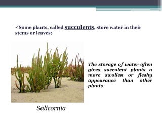 Some plants, called succulents, store water in their
stems or leaves;




                              The storage of water often
                              gives succulent plants a
                              more swollen or fleshy
                              appearance than other
                              plants




         Salicornia
 