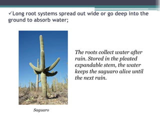 Long root systems spread out wide or go deep into the
ground to absorb water;




                         The roots collect water after
                         rain. Stored in the pleated
                         expandable stem, the water
                         keeps the saguaro alive until
                         the next rain.




         Saguaro
 