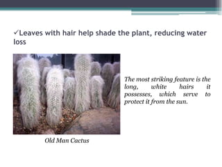 Leaves with hair help shade the plant, reducing water
loss



                              The most striking feature is the
                              long,      white     hairs     it
                              possesses, which serve to
                              protect it from the sun.




        Old Man Cactus
 