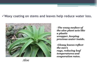 Waxy coating on stems and leaves help reduce water loss.


                                  -The waxy surface of
                                  the aloe plant acts like
                                  a plastic
                                  wrapper, keeping
                                  precious water inside.

                                  -Glossy leaves reflect
                                  the sun's
                                  rays, reducing leaf
                                  temperatures and
                                  evaporation rates.
             Aloe
 