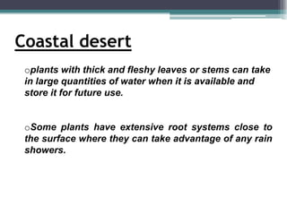 Coastal desert
 oplants with thick and fleshy leaves or stems can take
 in large quantities of water when it is available and
 store it for future use.


 oSome plants have extensive root systems close to
 the surface where they can take advantage of any rain
 showers.
 