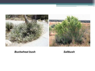 Buckwheat bush   Saltbush
 