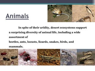 Animals
       In spite of their aridity, desert ecosystems support
a surprising diversity of animal life, including a wide
assortment of
beetles, ants, locusts, lizards, snakes, birds, and
mammals.
 