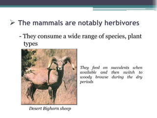  The mammals are notably herbivores
  - They consume a wide range of species, plant
    types


                            They feed on succulents when
                            available and then switch to
                            woody browse during the dry
                            periods




     Desert Bighorn sheep
 