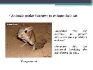 Animals make burrows to escape the heat



                          -Kangaroo       rats     dig
                          burrows      to      protect
                          themselves from predators
                          and heat.

                          -Kangaroo      Rats     are
                          nocturnal (avoiding     the
                          heat during the day).


       Kangaroo rat
 