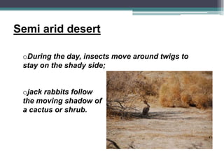 Semi arid desert

 oDuring the day, insects move around twigs to
 stay on the shady side;


 ojack rabbits follow
 the moving shadow of
 a cactus or shrub.
 