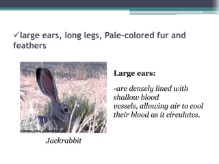 large ears, long legs, Pale-colored fur and
feathers


                         Large ears:

                         -are densely lined with
                         shallow blood
                         vessels, allowing air to cool
                         their blood as it circulates.


        Jackrabbit
 