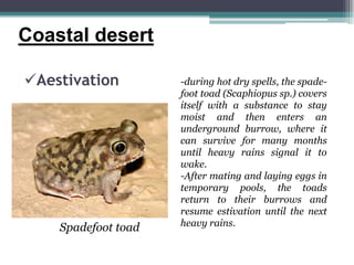 Coastal desert

Aestivation         -during hot dry spells, the spade-
                     foot toad (Scaphiopus sp.) covers
                     itself with a substance to stay
                     moist and then enters an
                     underground burrow, where it
                     can survive for many months
                     until heavy rains signal it to
                     wake.
                     -After mating and laying eggs in
                     temporary pools, the toads
                     return to their burrows and
                     resume estivation until the next
    Spadefoot toad   heavy rains.
 