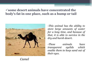 some desert animals have concentrated the
body's fat in one place, such as a hump or tail


                           -This animal has the ability to
                           store large amounts of water
                           for a long time, and because of
                           that, it is able to survive in the
                           dry and harsh desert.

                           -These      animals       have
                           transparent    eyelids   which
                           enable them to keep sand out of
                           their eyes.

         Camel
 