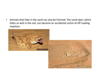 • Animals that hide in the sand can also be harmed. The sand viper, which
  hides so well in the soil, can become an accidental victim of off roading
  mayhem.
 