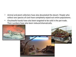 • Animal and plant collectors have also devastated the desert. People who
  collect rare species of cacti have completely wiped out entire populations.
• Chuckwalla lizards have also been targeted to be sold in the pet trade.
  Their numbers have also been reduced dramatically.
 