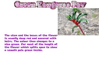 The stem and the bases of the flower
is usually deep red and covered with
hairs. The colour then changes to a
nice green. For most of the length of
the flower which splits open to show
a smooth pale green inside.
 