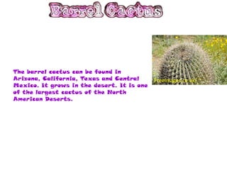 The barrel cactus can be found in
Arizona, California, Texas and Central      FreeImages.co.uk/
Mexico. It grows in the desert. It is one
of the largest cactus of the North
American Deserts.
 