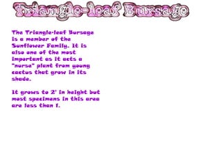 The Triangle-leaf Bursage
is a member of the
Sunflower Family. It is
also one of the most
important as it acts a
"nurse" plant from young
cactus that grow in its
shade.

It grows to 2' in height but
most specimens in this area
are less than 1.
 