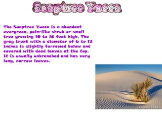 The Soaptree Yucca is a abundant
evergreen, palm-like shrub or small
tree growing 10 to 18 feet high. The
gray trunk with a diameter of 6 to 12
inches is slightly furrowed below and
covered with dead leaves at the top.
It is usually unbranched and has very
long, narrow leaves.
 