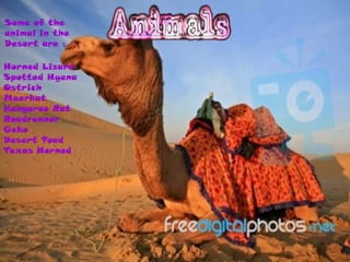 Some of the
animal in the
Desert are :

Horned Lizard
Spotted Hyena
Ostrich
Meerkat
Kangaroo Rat
Roadrunner
Geko
Desert Toad
Texas Horned
 