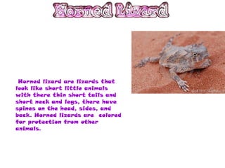 Horned lizard are lizards that
look like short little animals
with there thin short tails and
short neck and legs, there have
spines on the head, sides, and
back. Horned lizards are colored
for protection from other
animals.
 