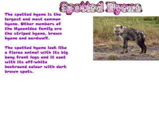 The spotted hyena is the
largest and most common
hyena. Other members of
the Hyaenidae family are
the striped hyena, brown
hyena and aardwolf.

The spotted hyena look like
a fierce animal with its big
bony front legs and it coat
with its off-white
backround colour with dark
brown spots.
 