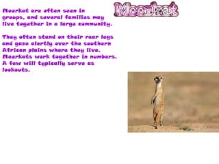 Meerkat are often seen in
groups, and several families may
live together in a large community.

They often stand on their rear legs
and gaze alertly over the southern
African plains where they live.
Meerkats work together in numbers.
A few will typically serve as
lookouts.
 
