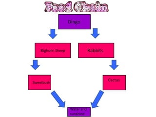 Dingo




    Bighorn Sheep               Rabbits




                                          Cactus
Sweetbush




                    Water and
                    sunshine!
 