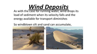 Wind Depositsdrops its
As with the case for running water, wind
load of sediment when its velocity falls and the
energy available for transport diminishes
So windblown silt and sand can accumulate,
forming distinctive geologic features.

 
