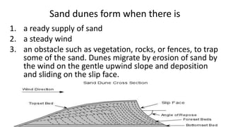 Sand dunes form when there is
1. a ready supply of sand
2. a steady wind
3. an obstacle such as vegetation, rocks, or fences, to trap
some of the sand. Dunes migrate by erosion of sand by
the wind on the gentle upwind slope and deposition
and sliding on the slip face.

 