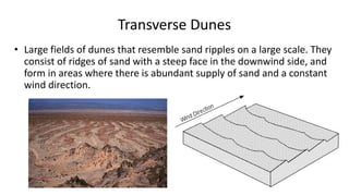 Transverse Dunes
• Large fields of dunes that resemble sand ripples on a large scale. They
consist of ridges of sand with a steep face in the downwind side, and
form in areas where there is abundant supply of sand and a constant
wind direction.

 