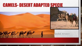 CAMELS- DESERT ADAPTED SPECIE
 