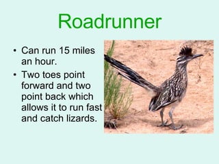 Roadrunner Can run 15 miles an hour. Two toes point forward and two point back which allows it to run fast and catch lizards. 
