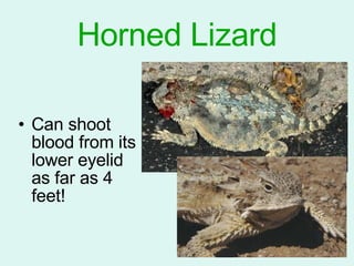 Horned Lizard Can shoot blood from its lower eyelid as far as 4 feet! 