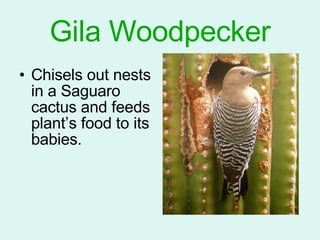 Gila Woodpecker Chisels out nests in a Saguaro cactus and feeds plant’s food to its babies. 