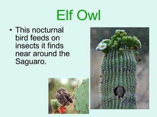 Elf Owl This nocturnal bird feeds on insects it finds near around the Saguaro. 