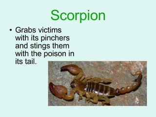 Scorpion Grabs victims with its pinchers and stings them with the poison in its tail. 