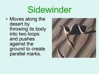 Sidewinder Moves along the desert by throwing its body into two loops and pushes against the ground to create parallel marks. 