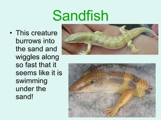 Sandfish This creature burrows into the sand and wiggles along so fast that it seems like it is swimming under the sand! 