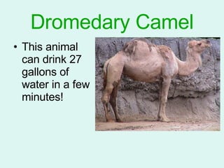 Dromedary Camel This animal can drink 27 gallons of water in a few minutes! 