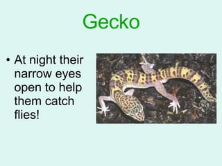 Gecko At night their narrow eyes open to help them catch flies! 