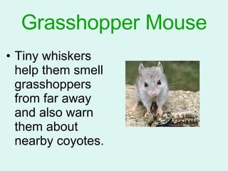Grasshopper Mouse Tiny whiskers help them smell grasshoppers from far away and also warn them about nearby coyotes. 