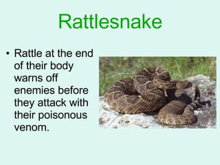 Rattlesnake Rattle at the end of their body warns off enemies before they attack with their poisonous venom. 