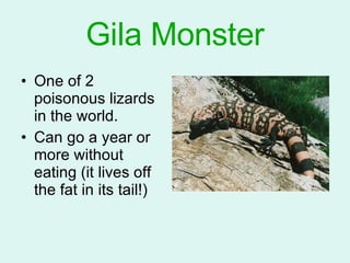 Gila Monster ,[object Object],[object Object]