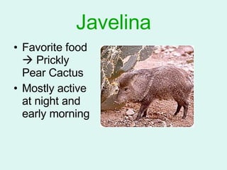 Javelina ,[object Object],[object Object]