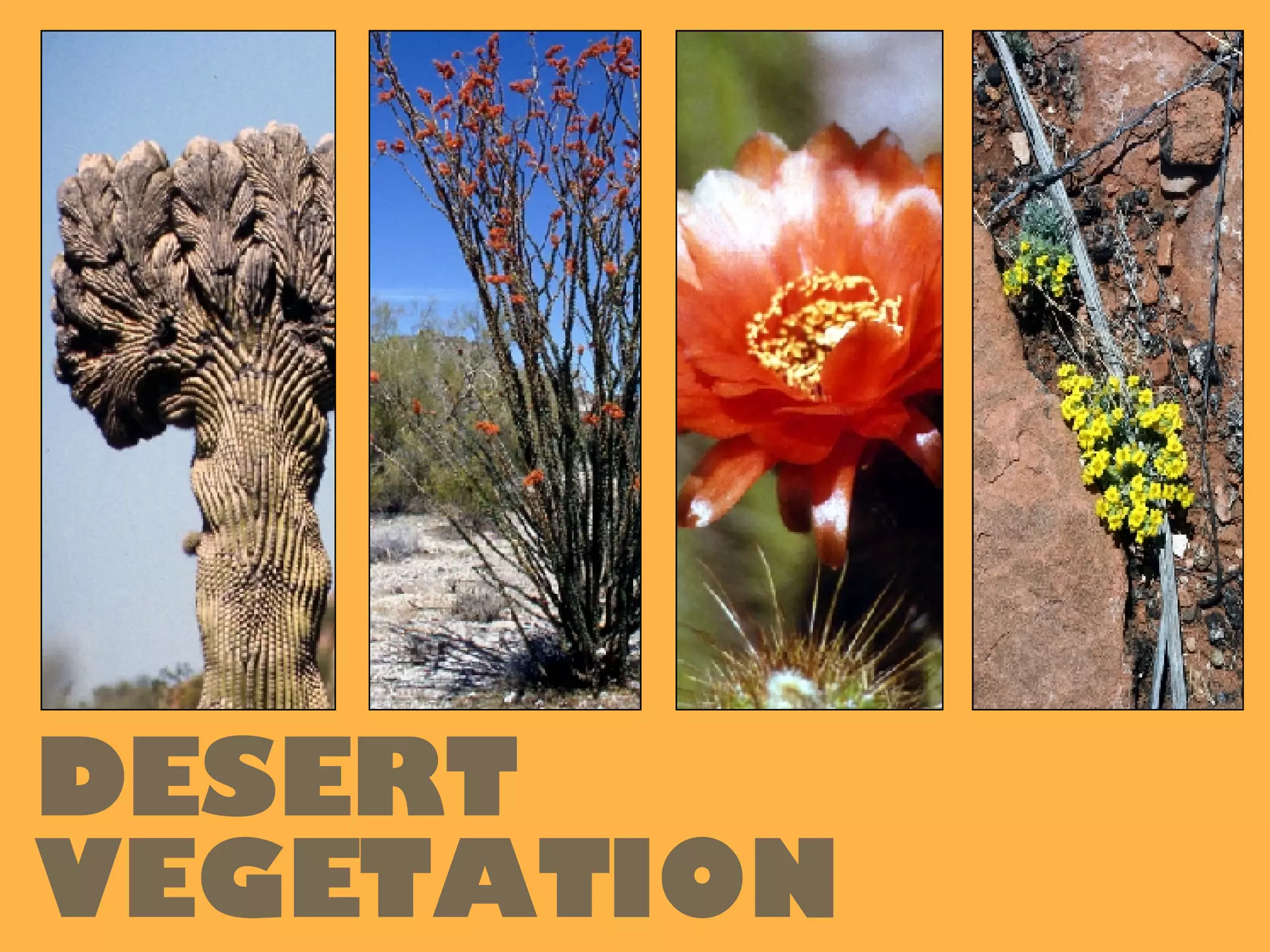 DESERT VEGETATION 