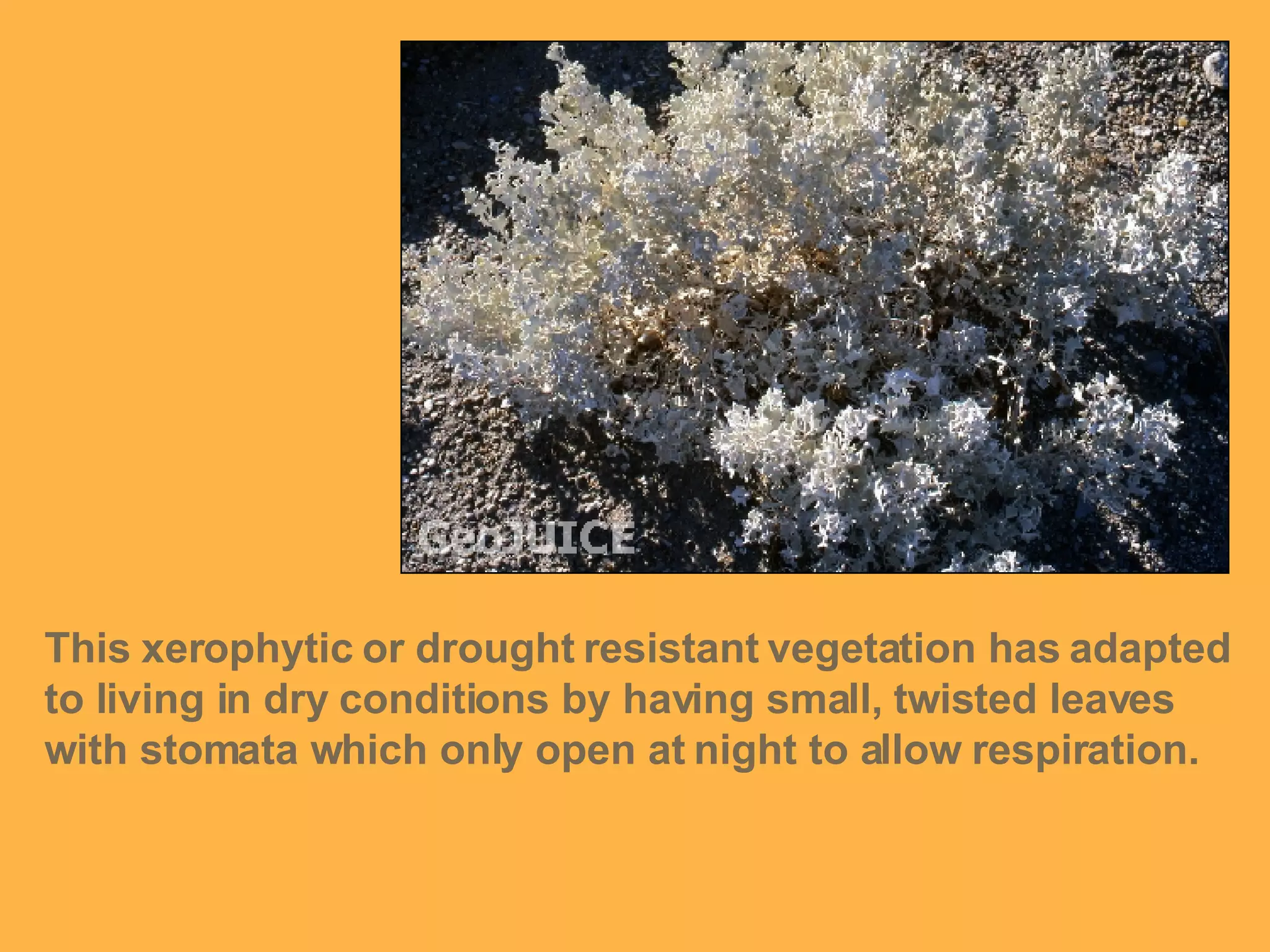 This xerophytic or drought resistant vegetation has adapted to living in dry conditions by having small, twisted leaves with stomata which only open at night to allow respiration. 